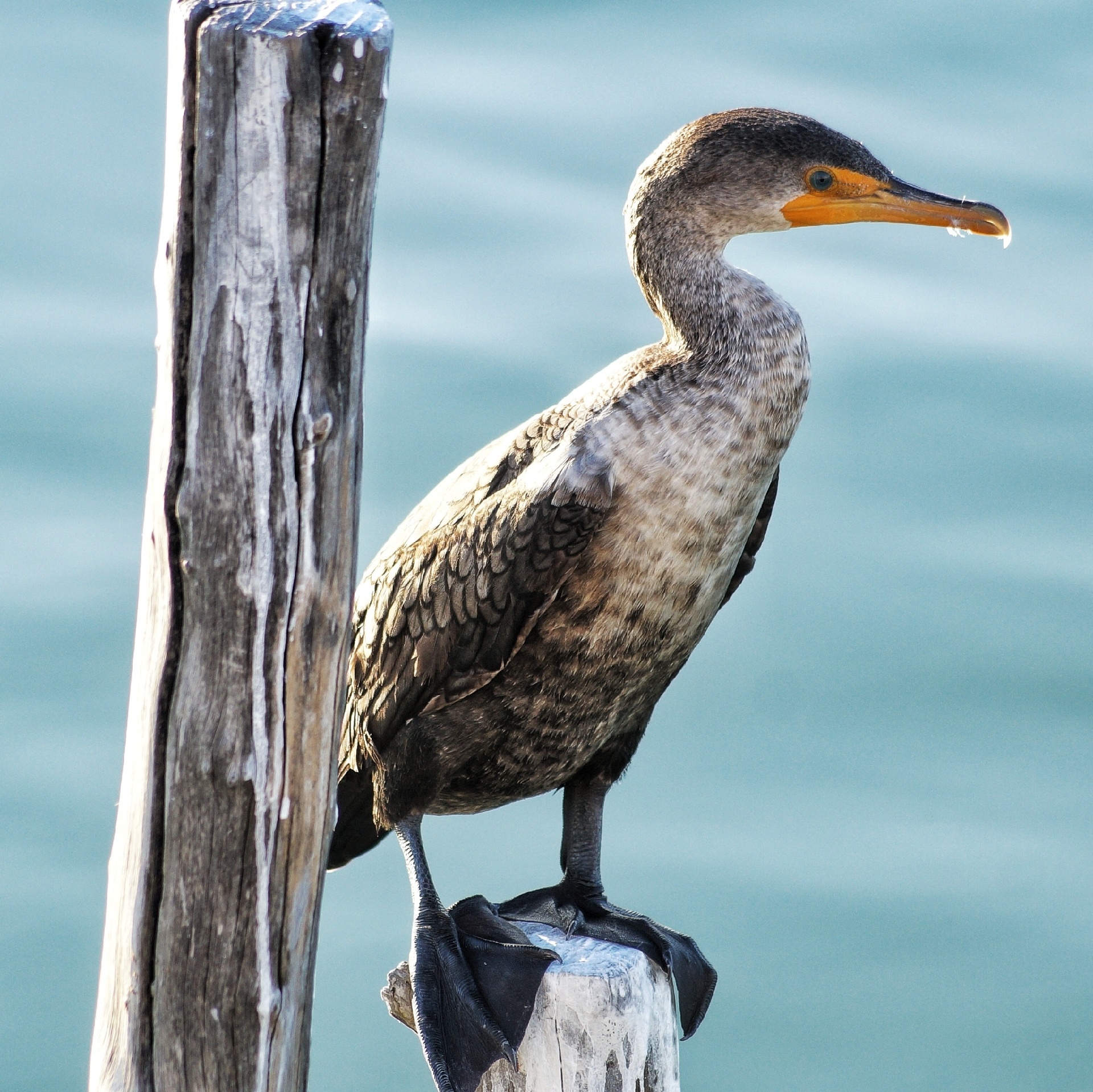 Isla Contoy Specie Cormorantbirds (Cormorant magnificens)